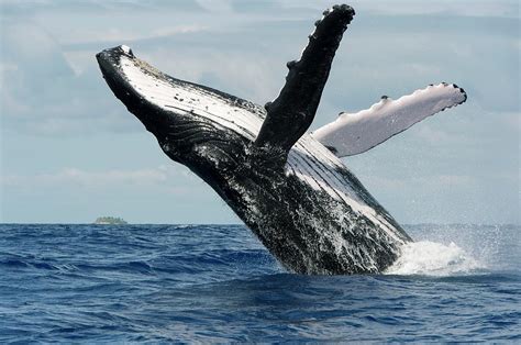 Humpback whale breaching near Bering Island, Kamchatka. “SI Audio S10 Humpback whale larynx_TAF_Acceleration.wav” SI Audio S3 Sei whale larynx_Acceleration.wav ...